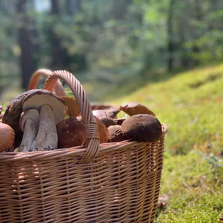 Z Antresolą Igły I Szyszki *